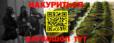 шишки Апшеронск