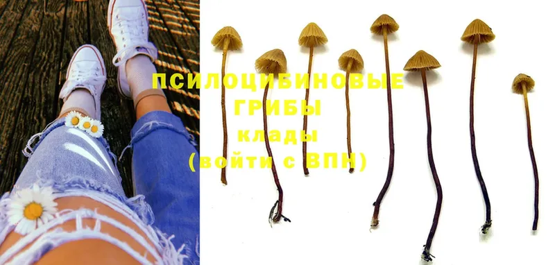 Галлюциногенные грибы Psilocybe  Рубцовск 